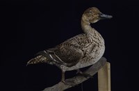 藏品(尖尾鴨)的圖片